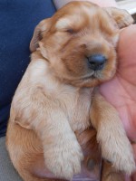 /album/anglicky-kokerspaniel/stena-956-jpg/